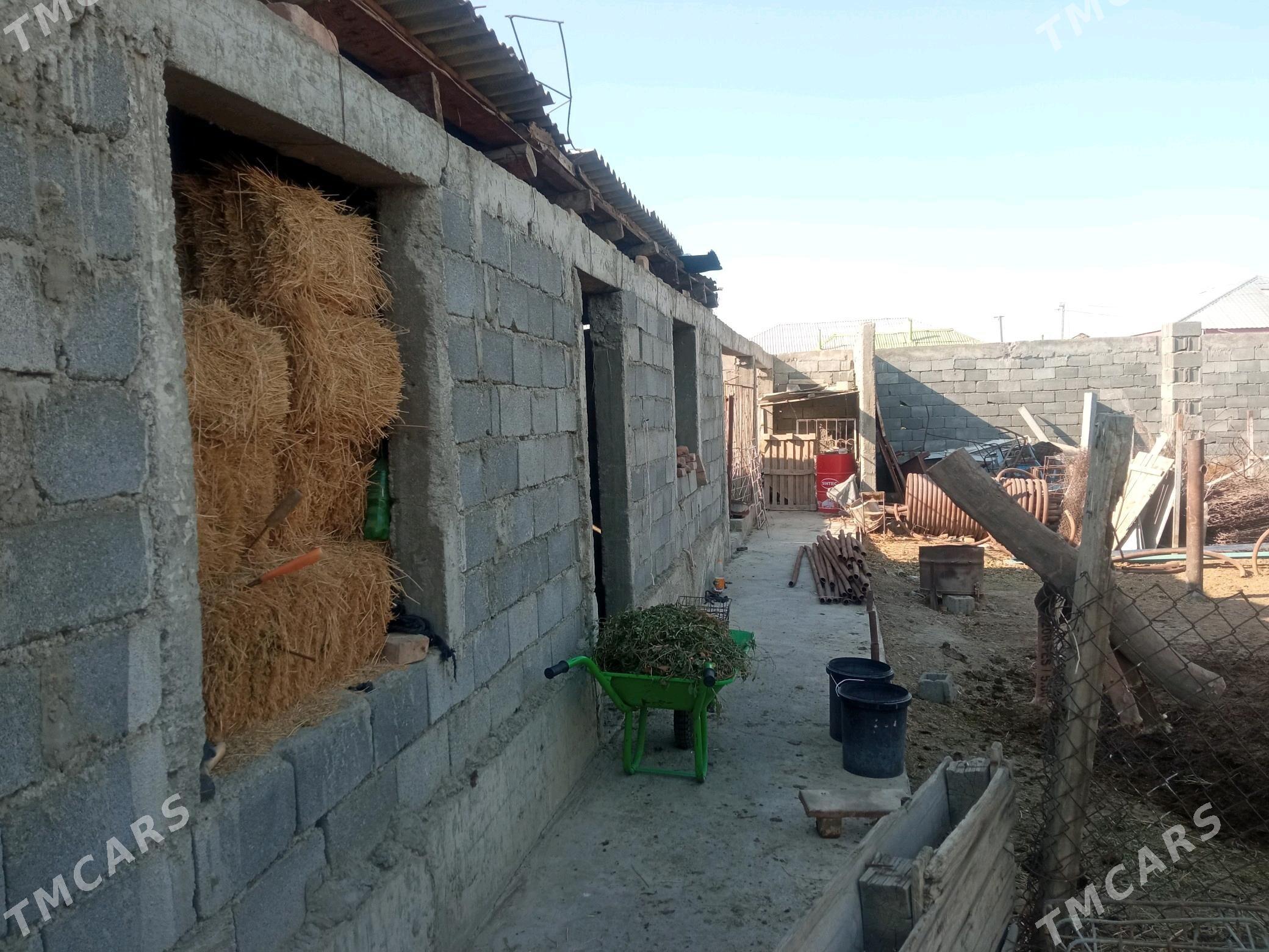 Mellek ýer - Bagyr - img 3