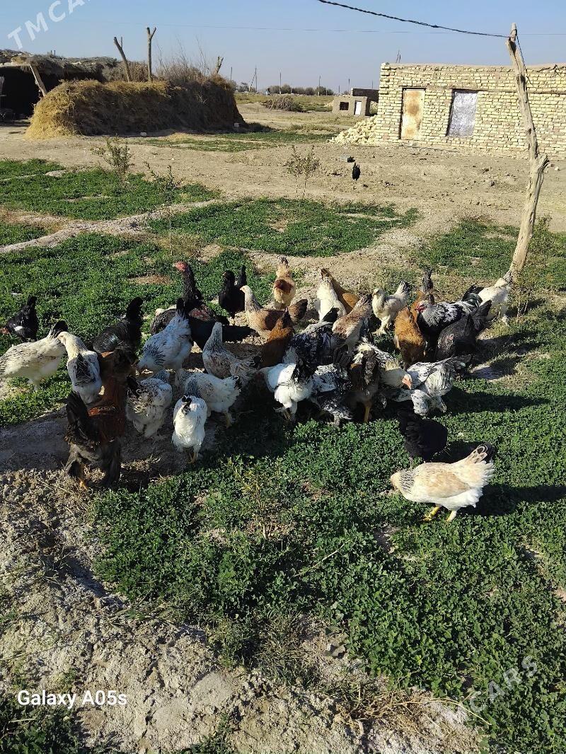 balakly towuklar broy - Baýramaly - img 4