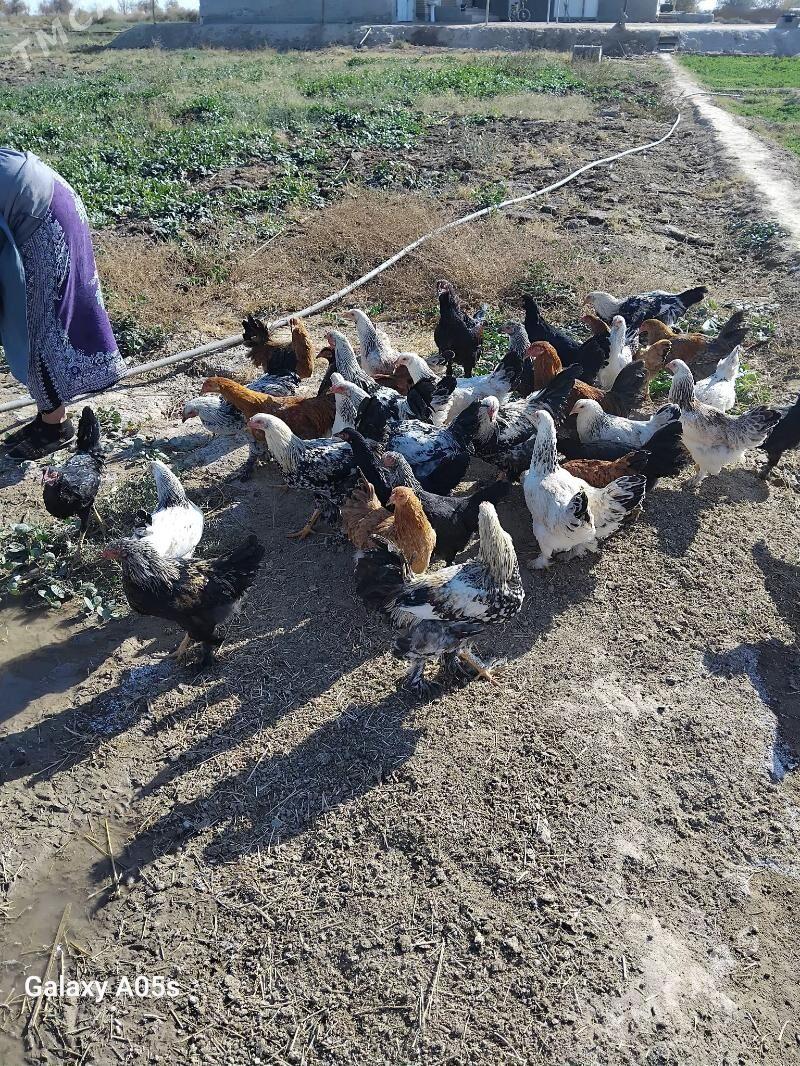 balakly towuklar broy - Baýramaly - img 3