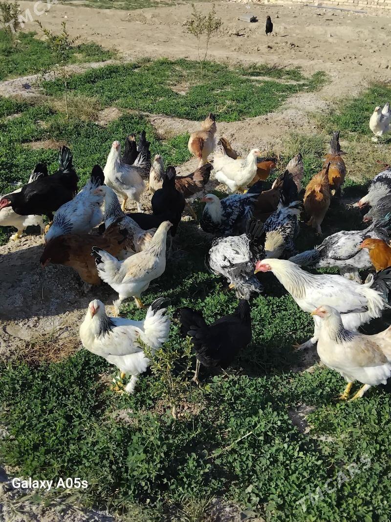 balakly towuklar broy - Baýramaly - img 5