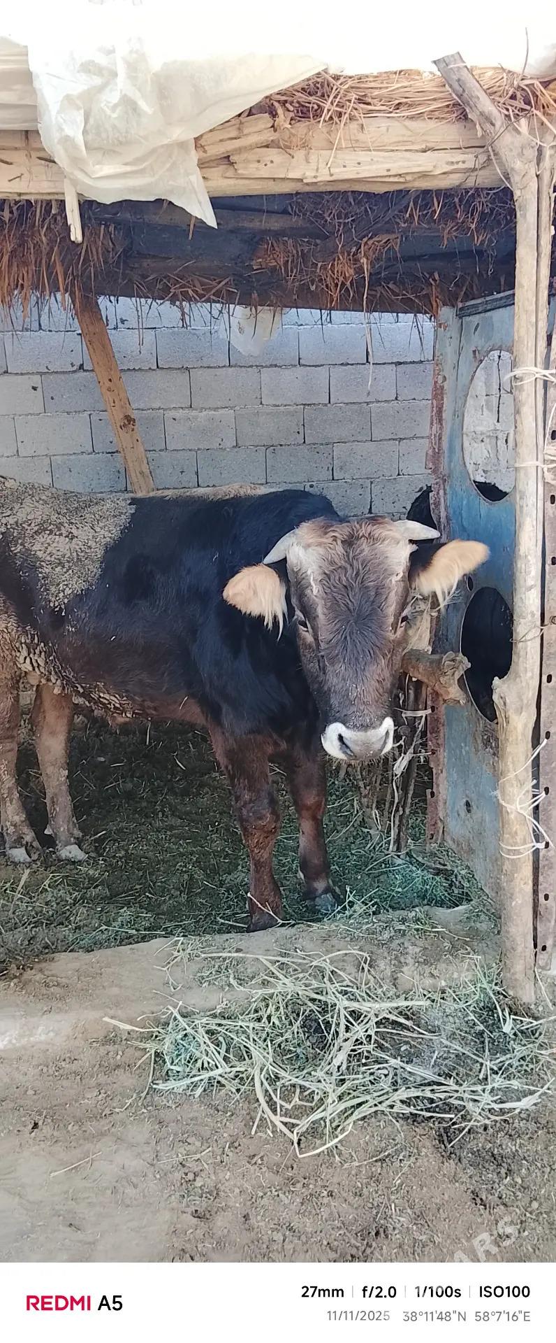 öküz - Гёкдепе - img 1