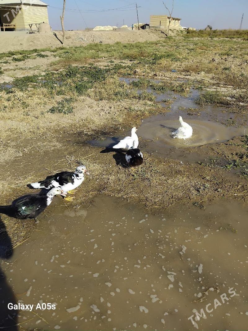 balakly towuklar broy - Baýramaly - img 8