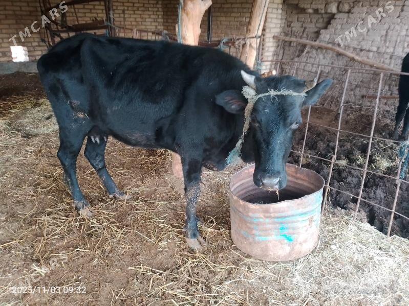 sygyr - Çärjew - img 2