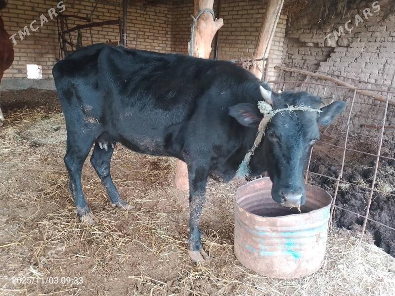 sygyr - Çärjew - img 1