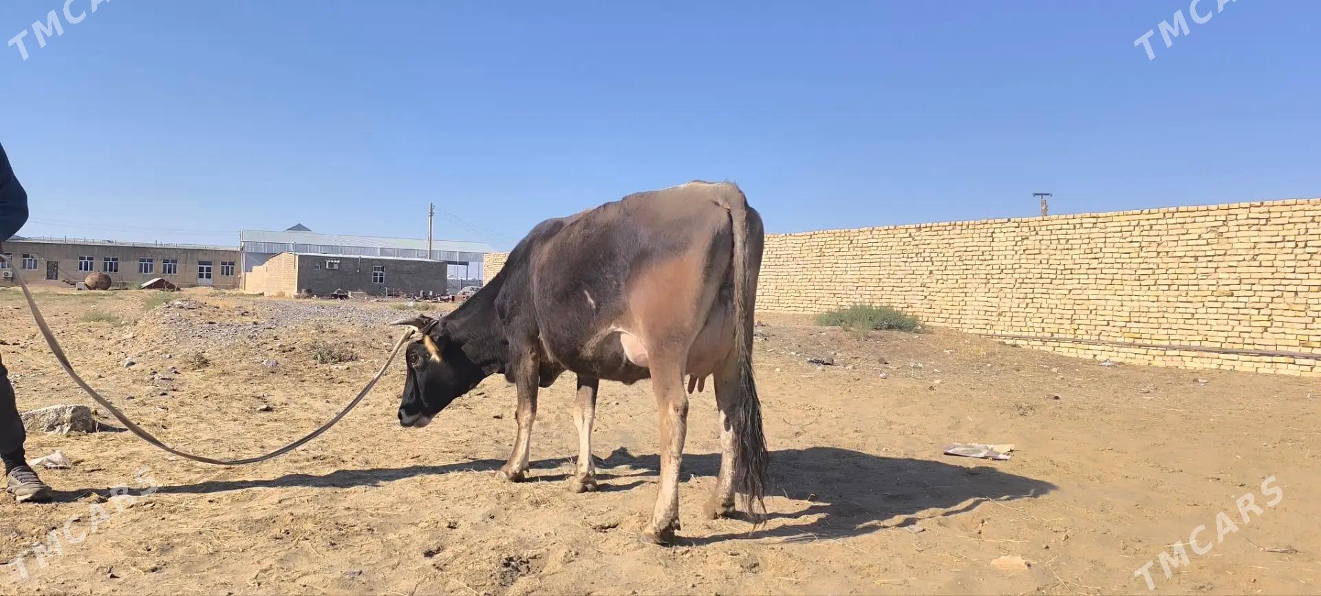 goleli sygyr - Murgap - img 1