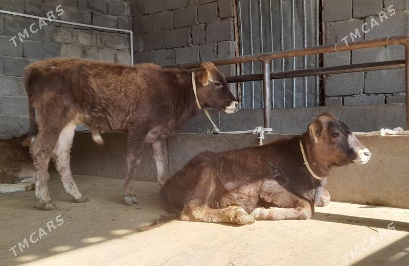 öküz - Büzmeýin - img 3