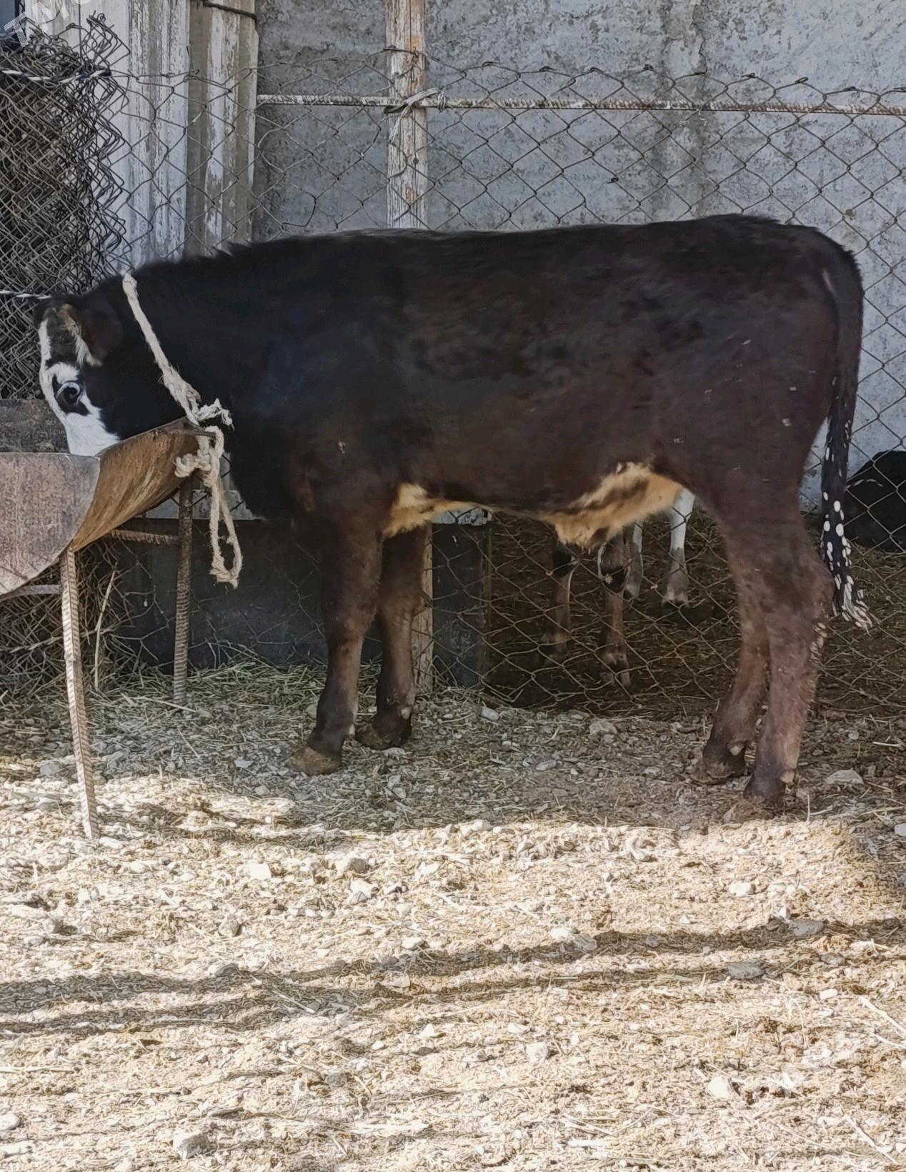 Tohum Öküz - Gökdepe - img 1