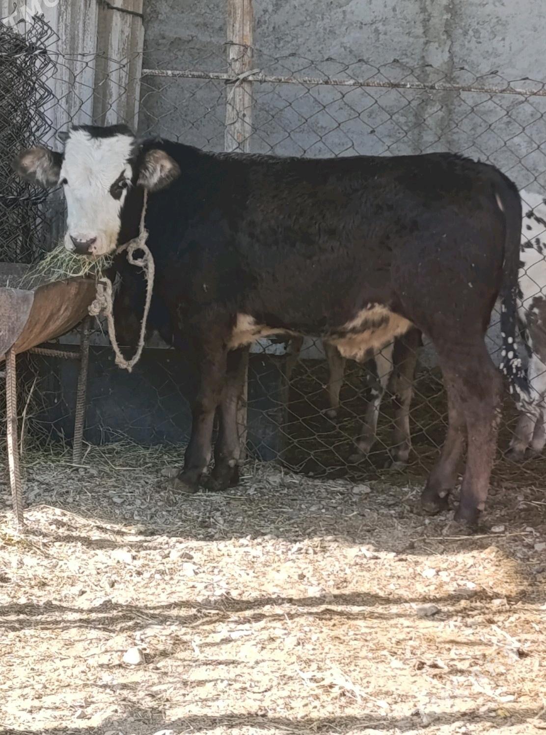 Tohum Öküz - Gökdepe - img 2