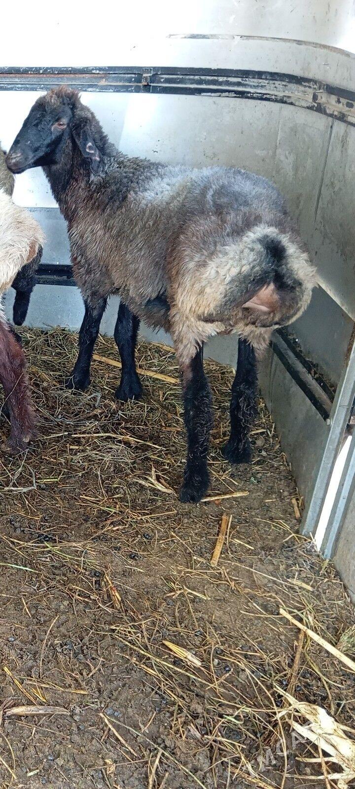 tokly - Çoganly - img 2