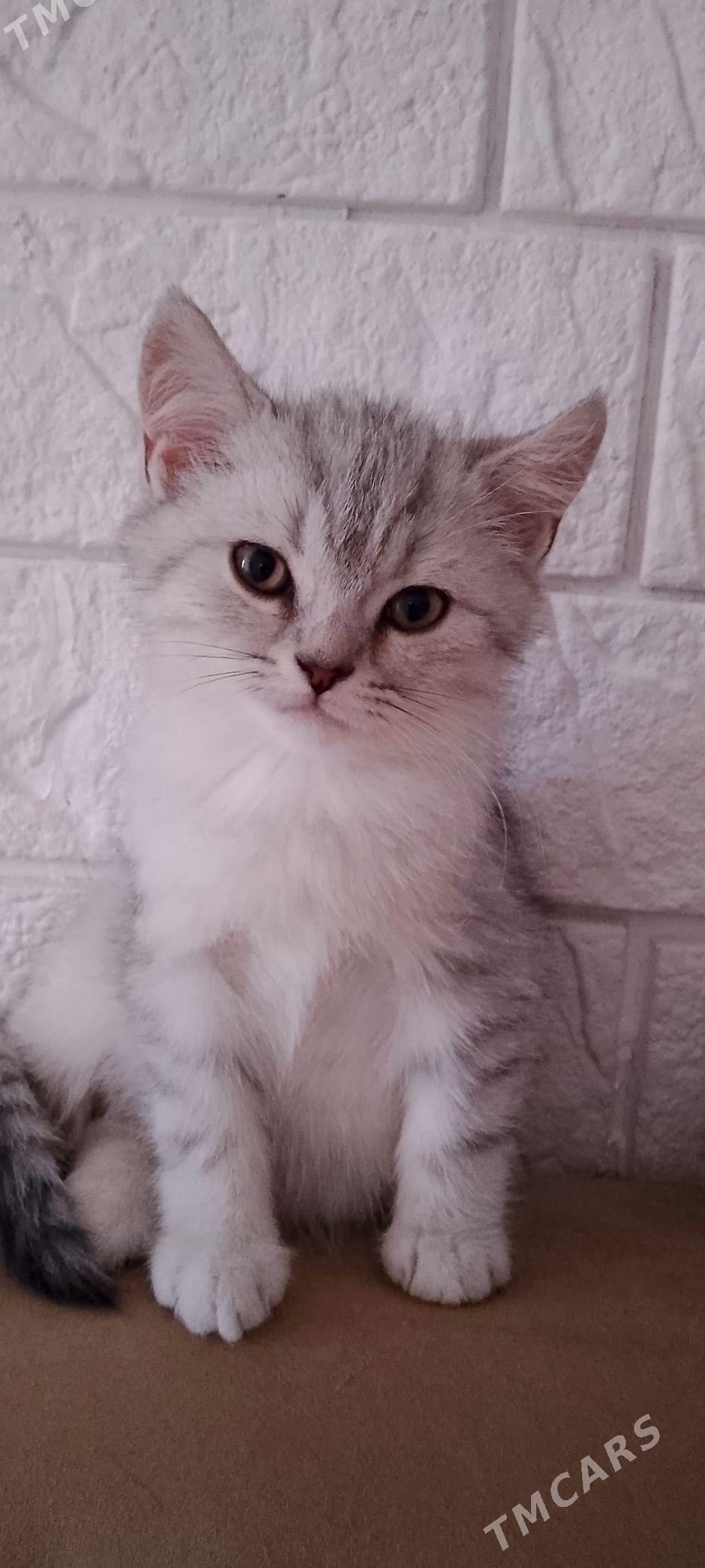 кошки - 5 mkr - img 2