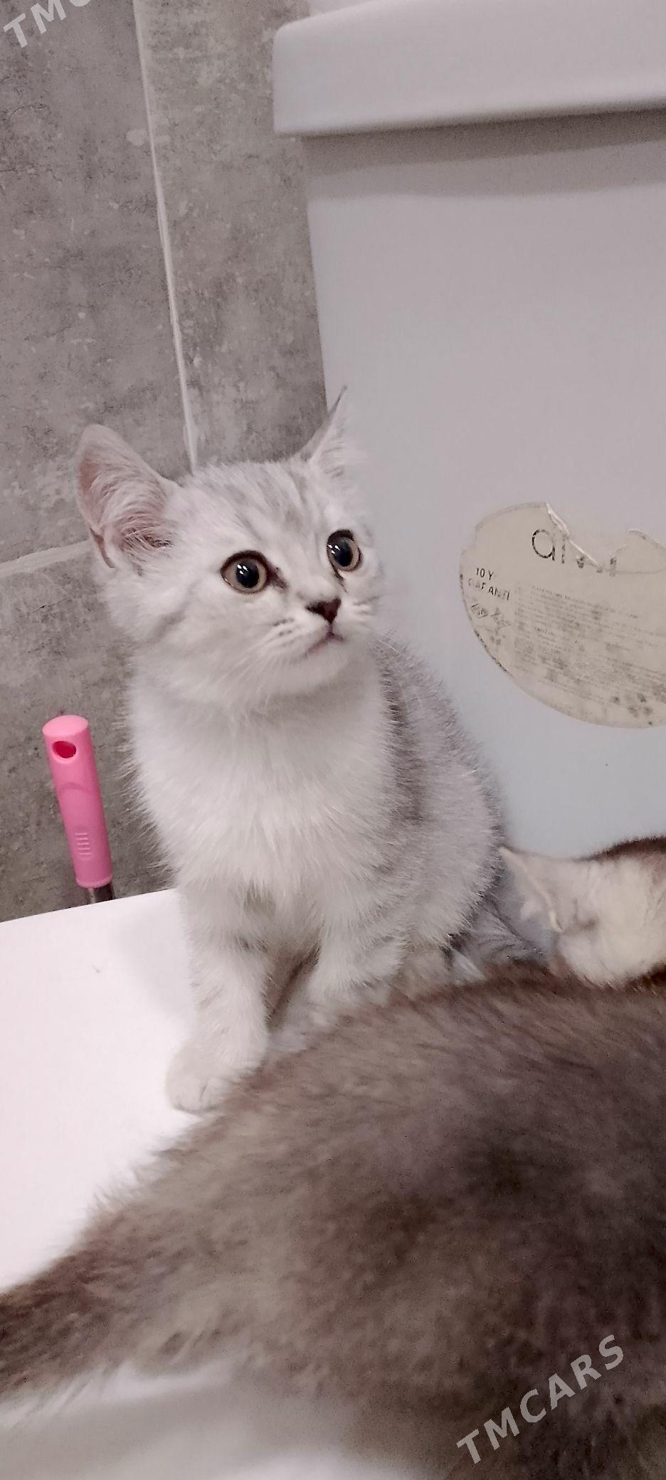 кошки - 5 mkr - img 3