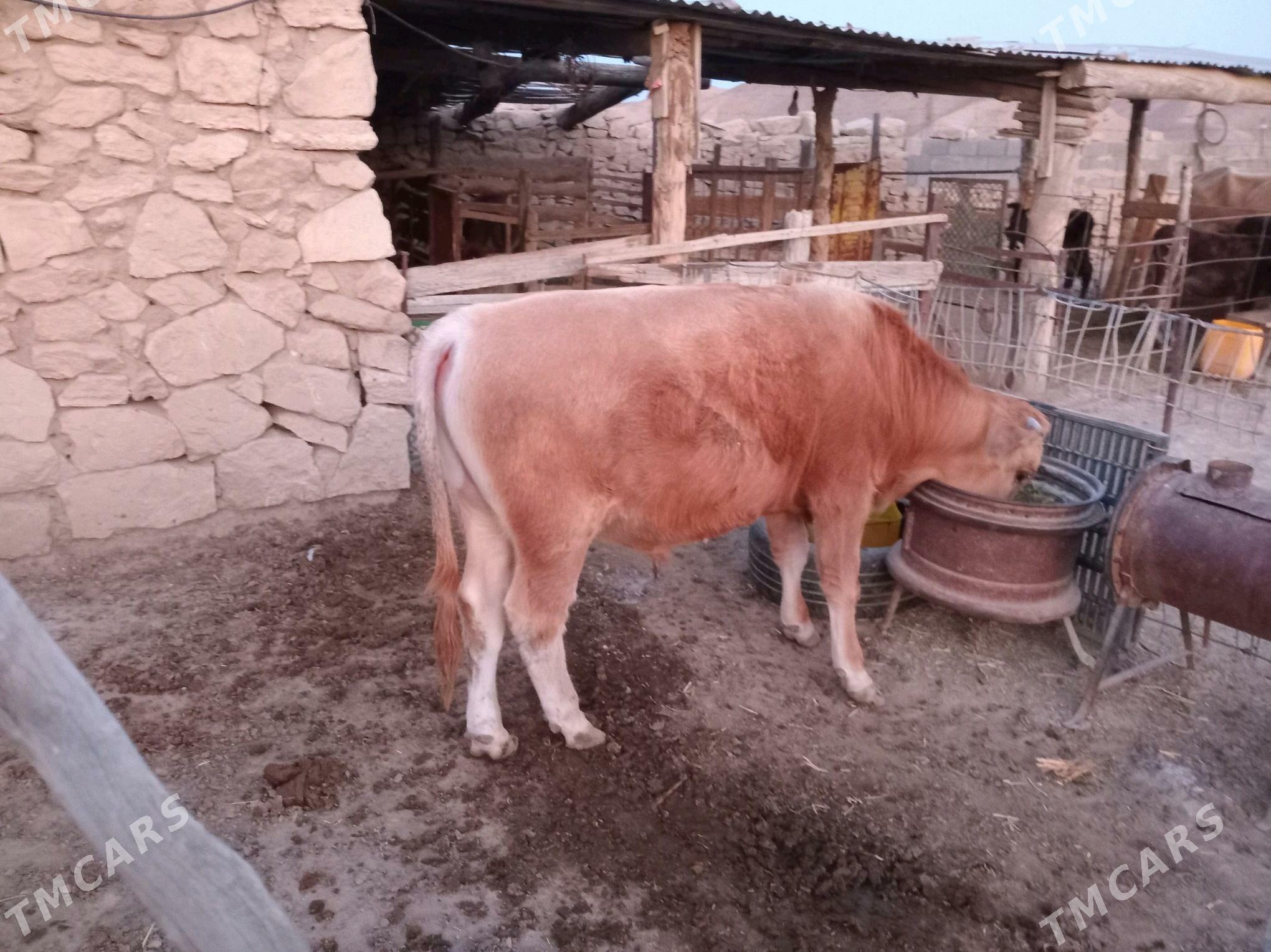 öküz göleli sygyr - Etrek - img 1