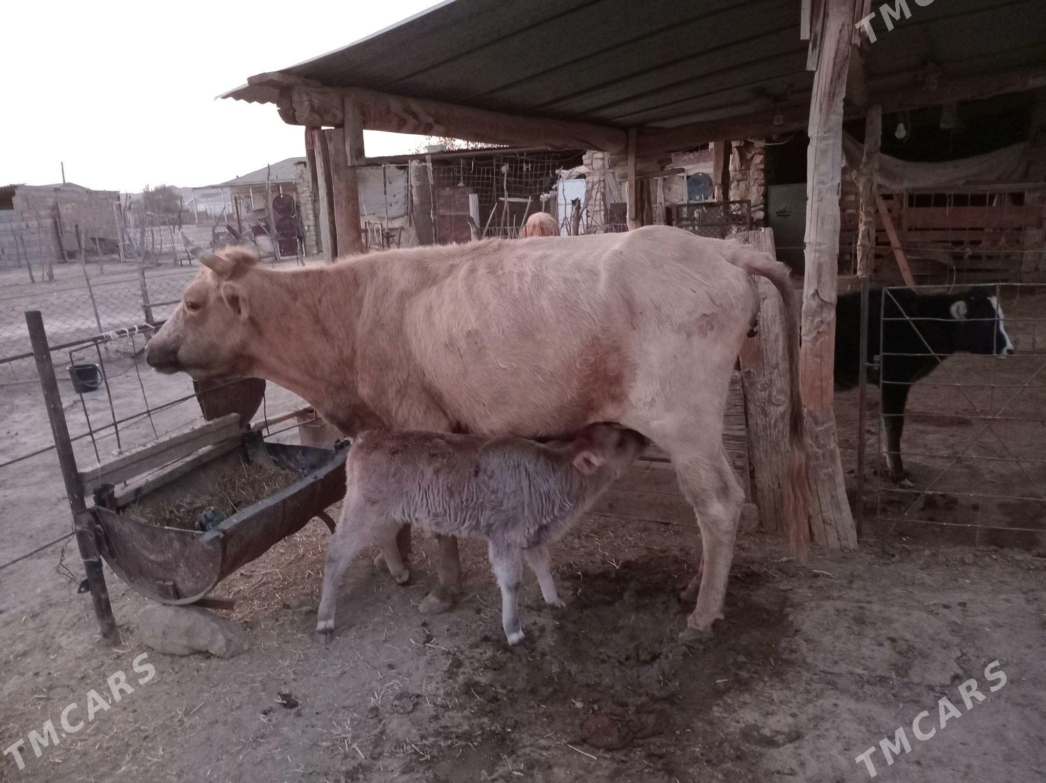 öküz göleli sygyr - Etrek - img 7