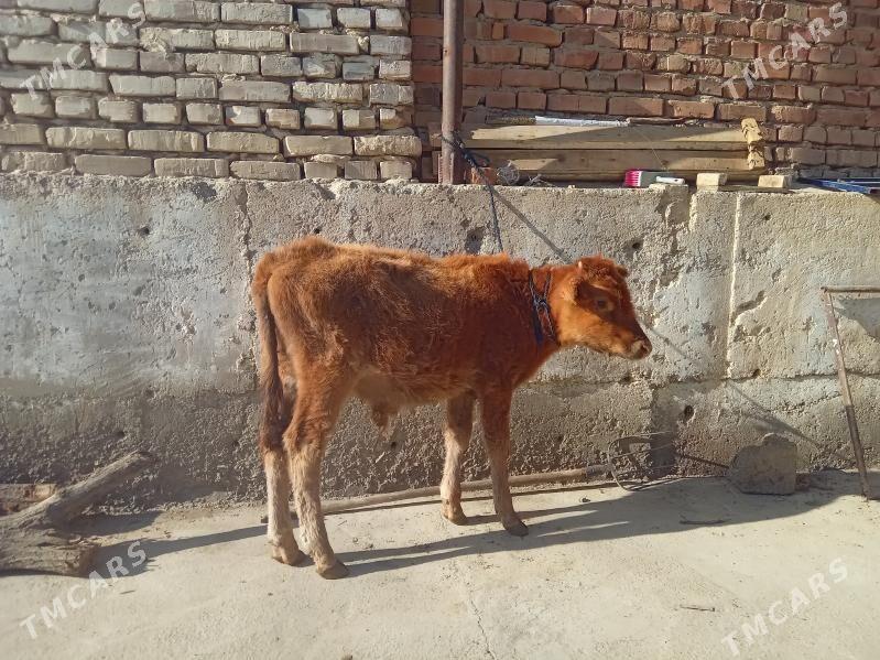 öküz - Бахарден - img 5