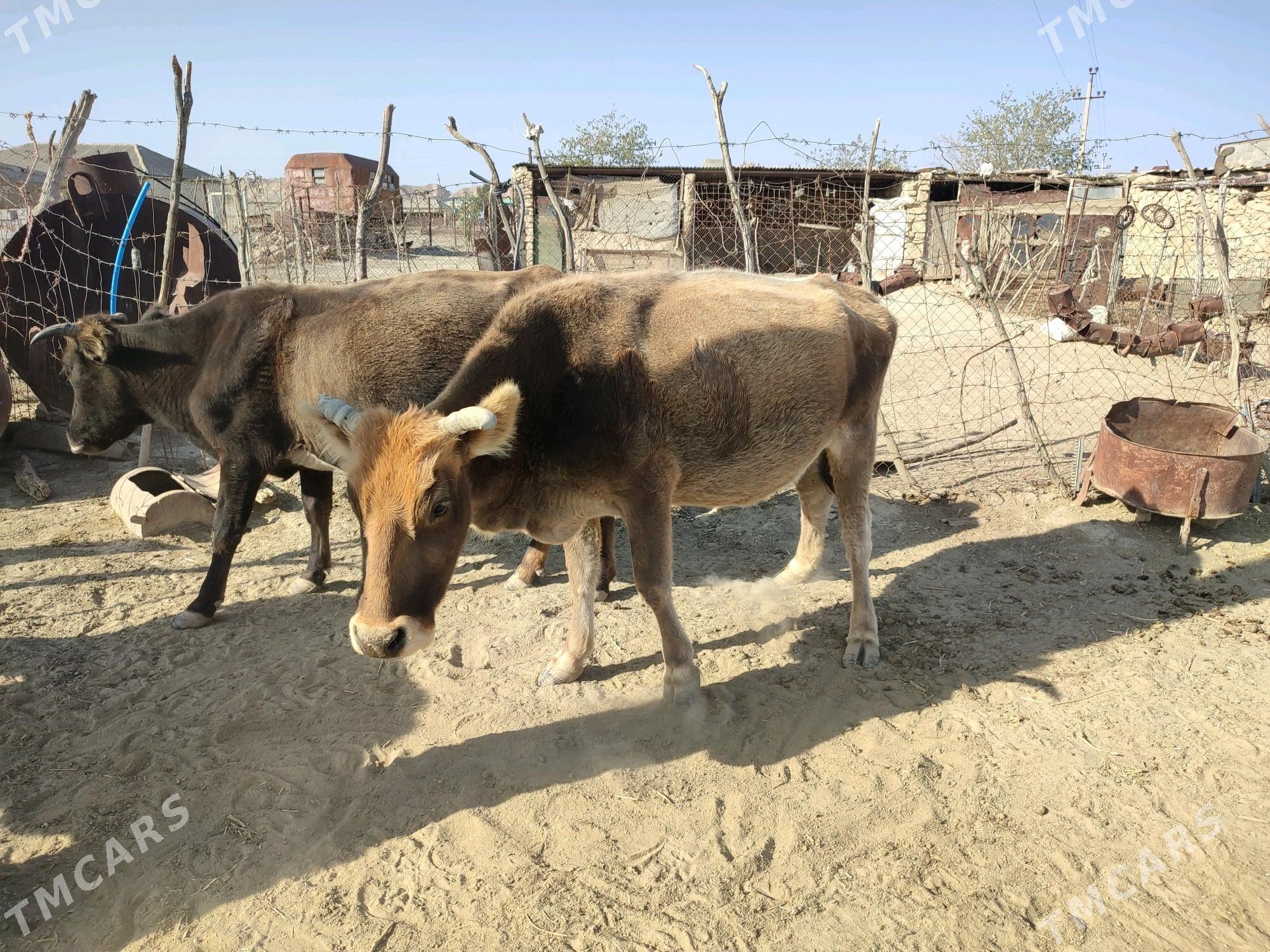 öküz göleli sygyr - Etrek - img 8