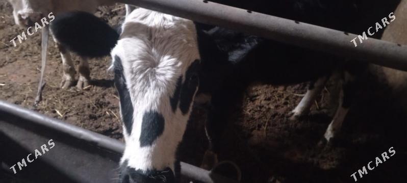 tüve - Aşgabat - img 1