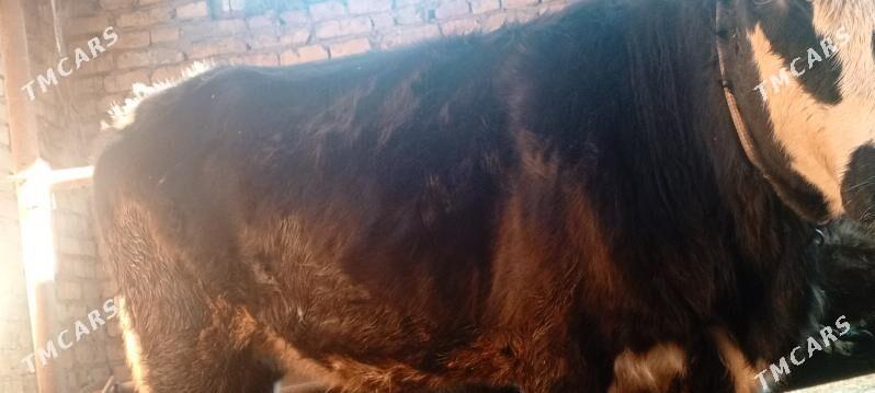 tüve - Aşgabat - img 4