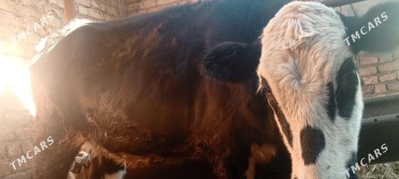 tüve - Aşgabat - img 2