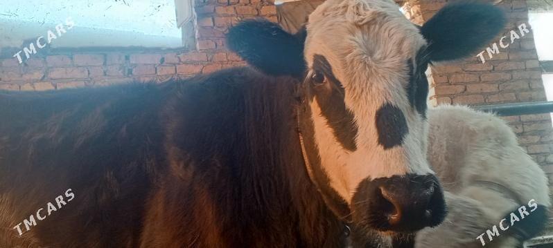 tüve - Aşgabat - img 5