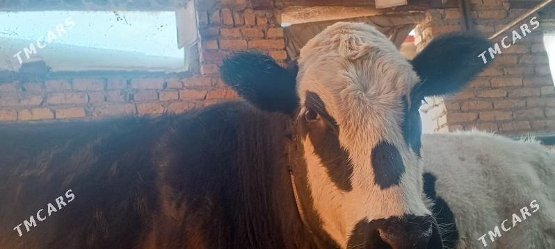 tüve - Aşgabat - img 3