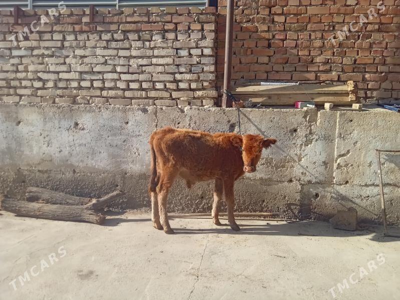 öküz - Бахарден - img 7