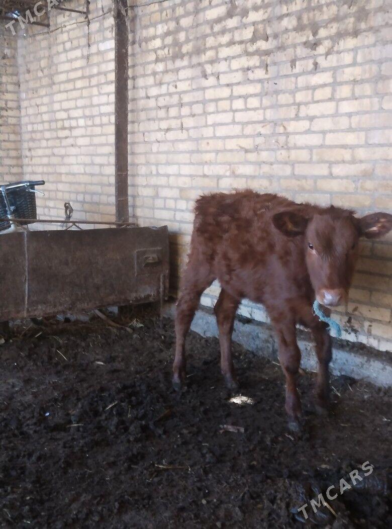 саглык сыгыр - Чарджоу - img 1