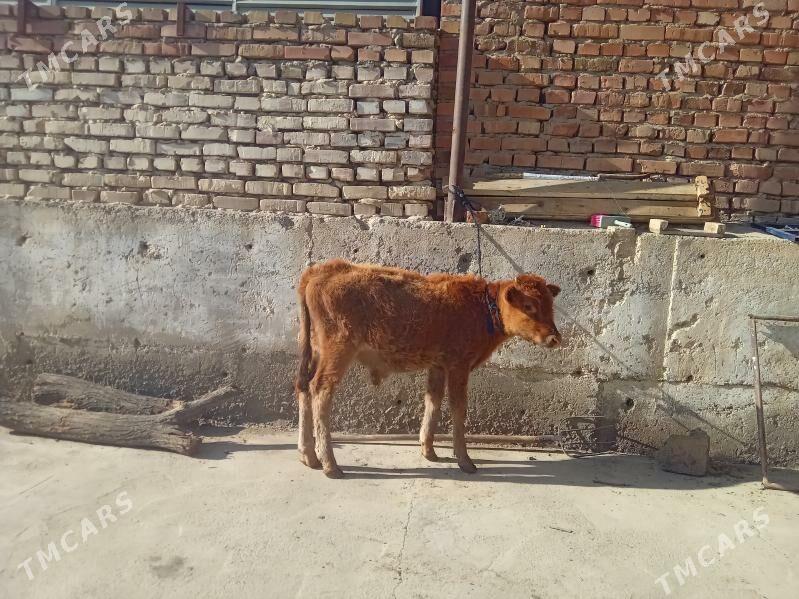 öküz - Бахарден - img 6