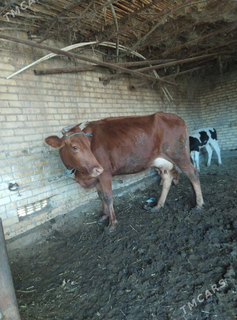 саглык сыгыр - Чарджоу - img 4