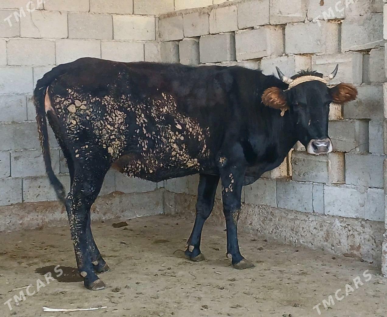 bogaz sygyr - Херрикгала - img 6