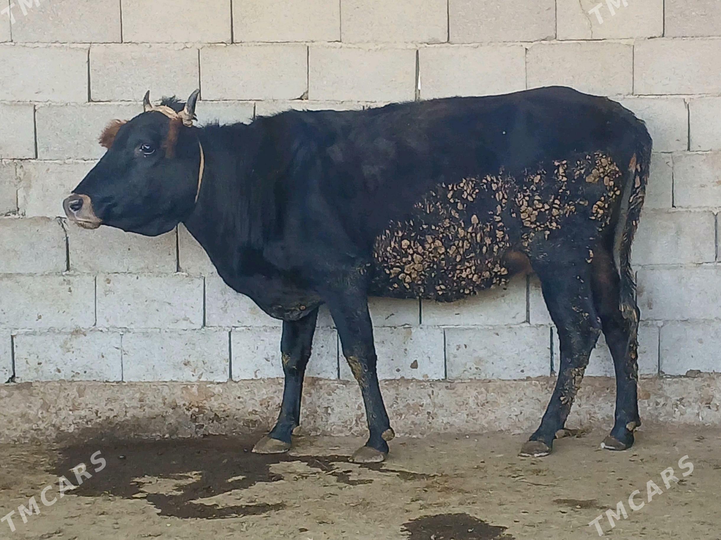 bogaz sygyr - Херрикгала - img 7