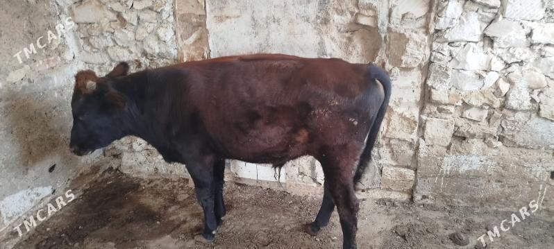 okuz - Balkanabat - img 1