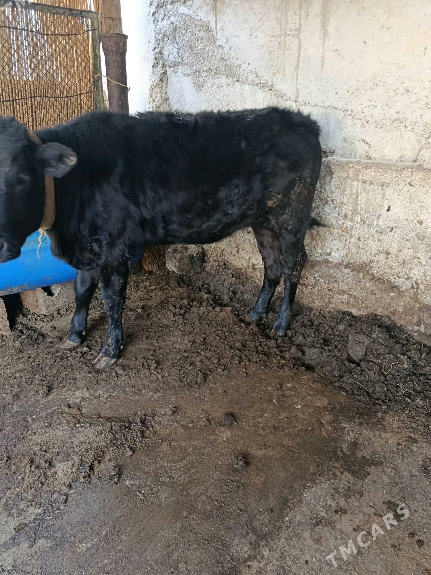 tuwe - Aşgabat - img 2