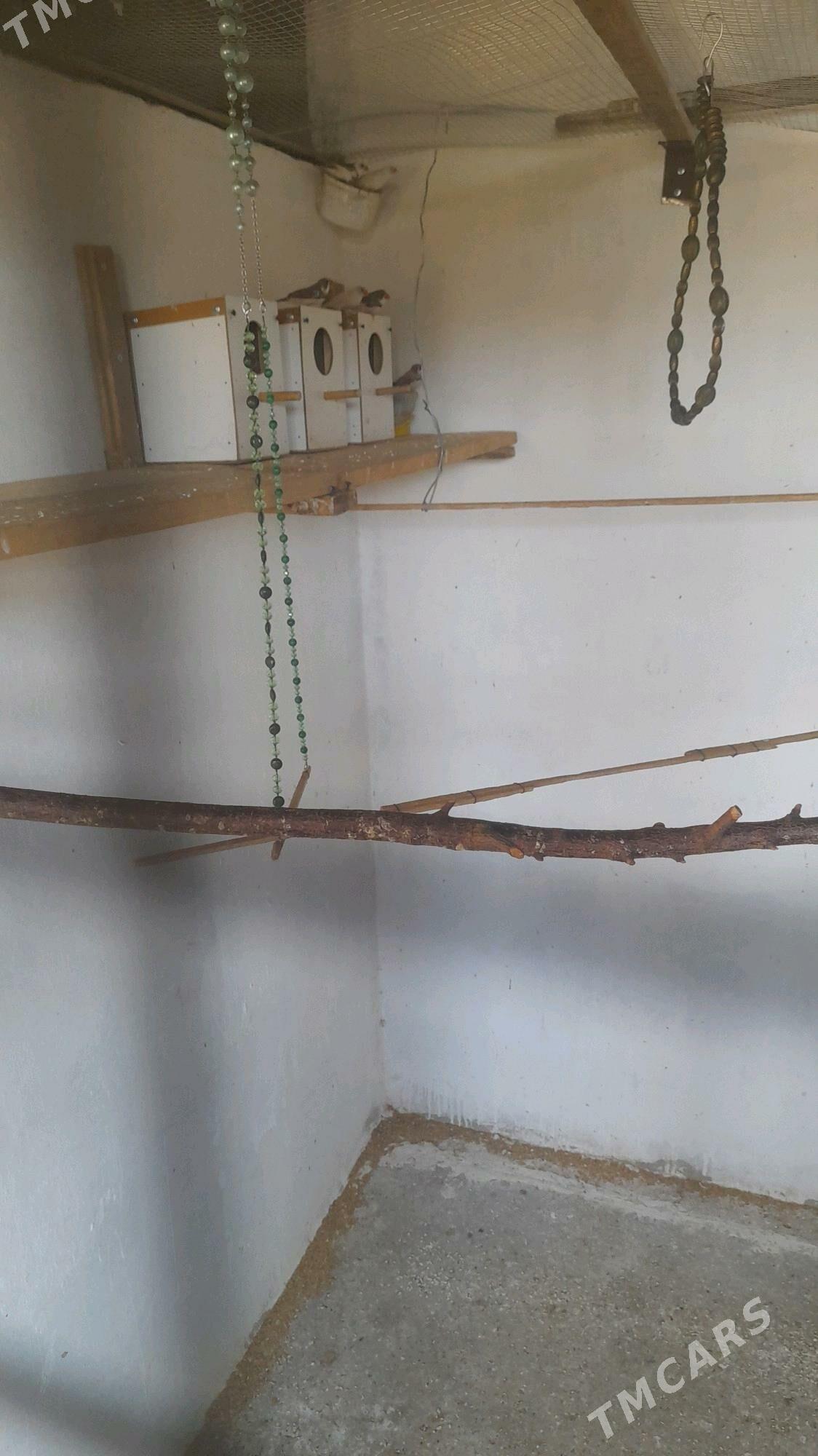 amadinka - Türkmenabat - img 1