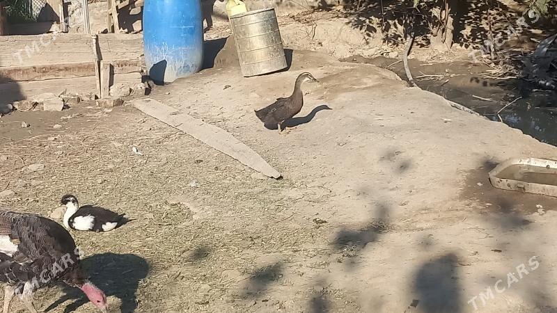 Gak gak ordekler - Kaka - img 2