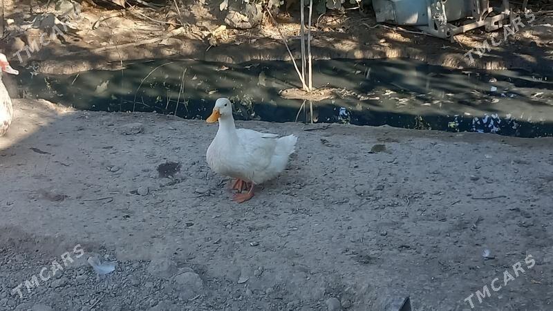 Gak gak ordekler - Kaka - img 1