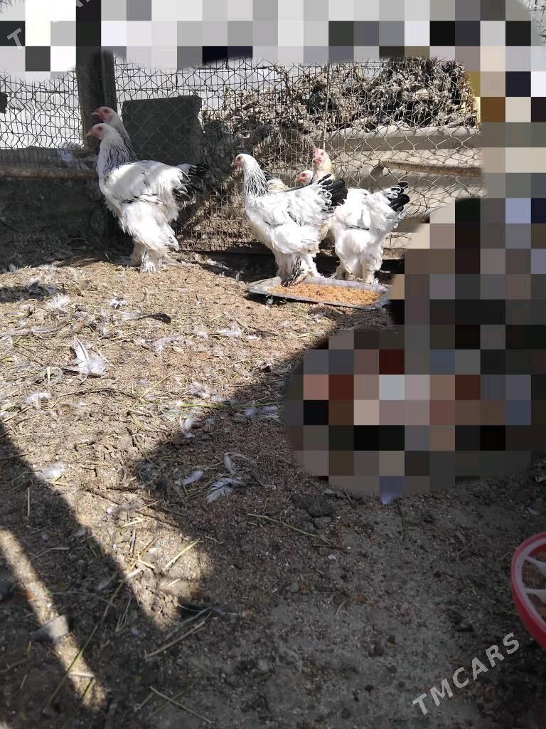 Brama - Гёкдепе - img 1