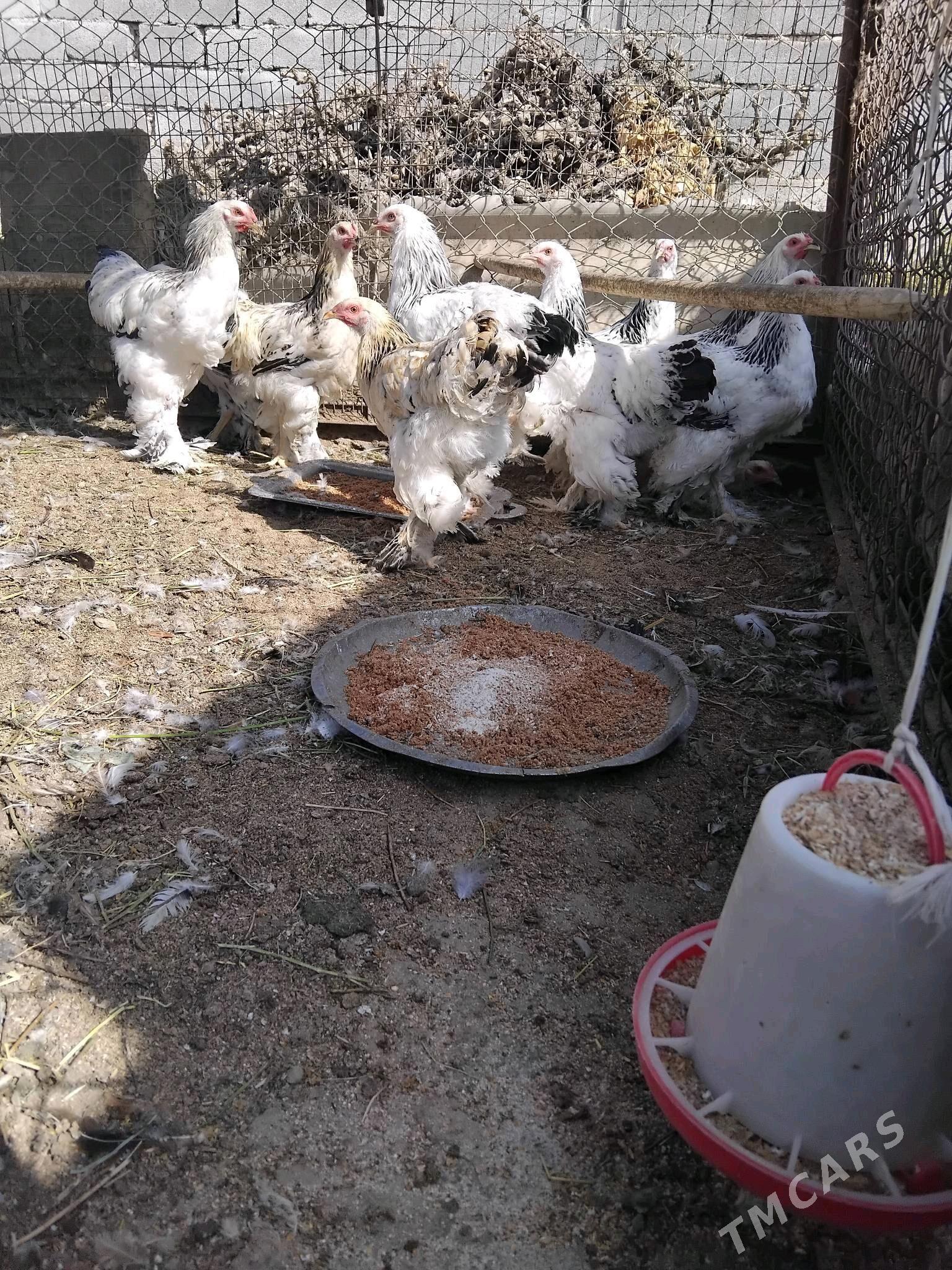 Brama - Гёкдепе - img 4