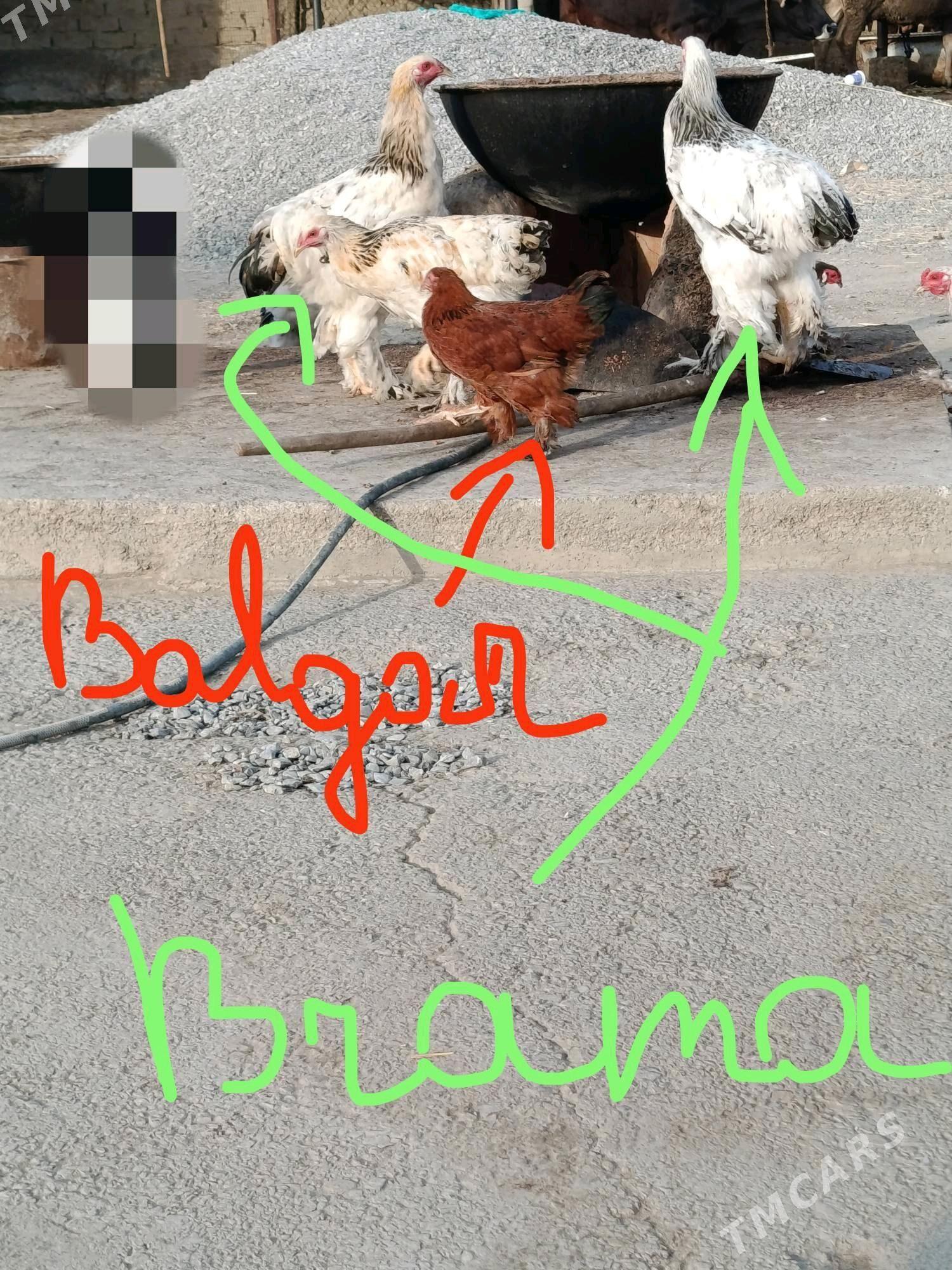 Brama - Гёкдепе - img 3