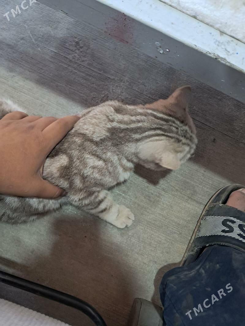 euro pişik - Daşoguz - img 2