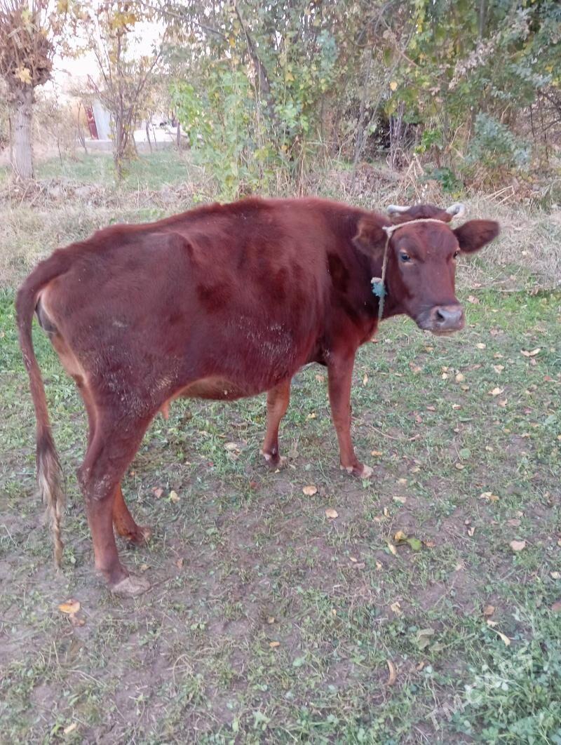 Saglyk sygyr - Çärjew - img 1