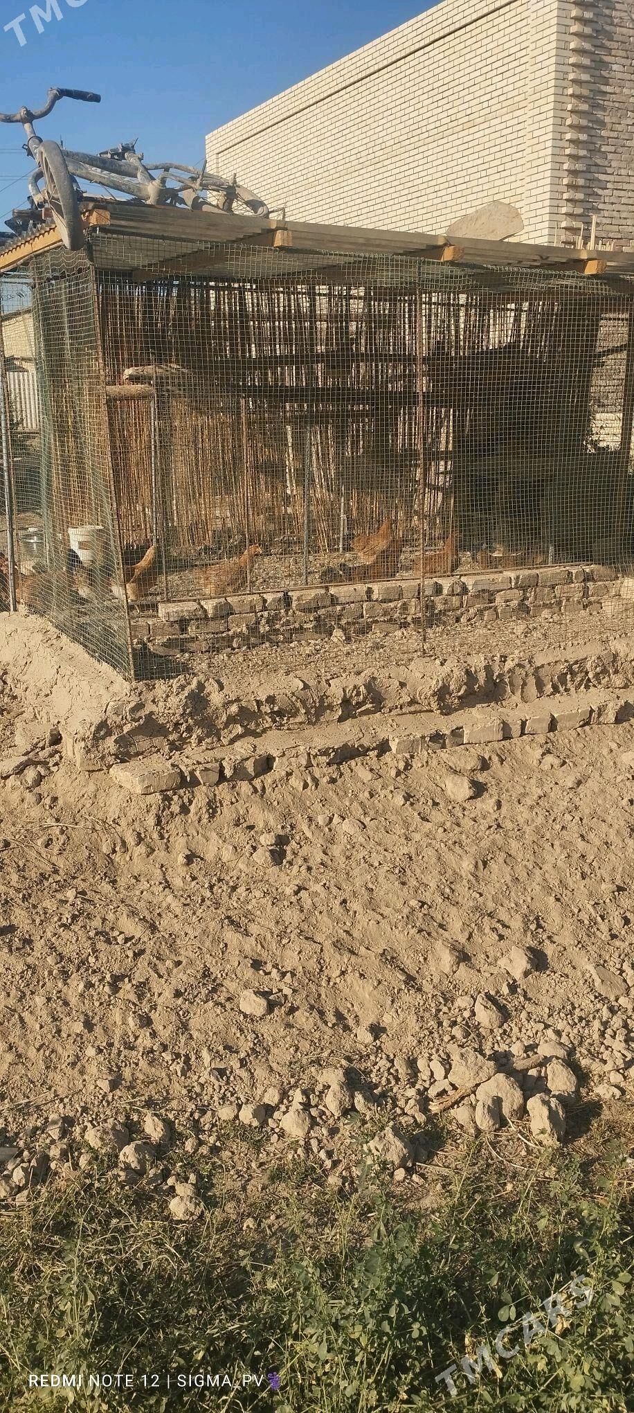 towuk ketek - Türkmengala - img 1