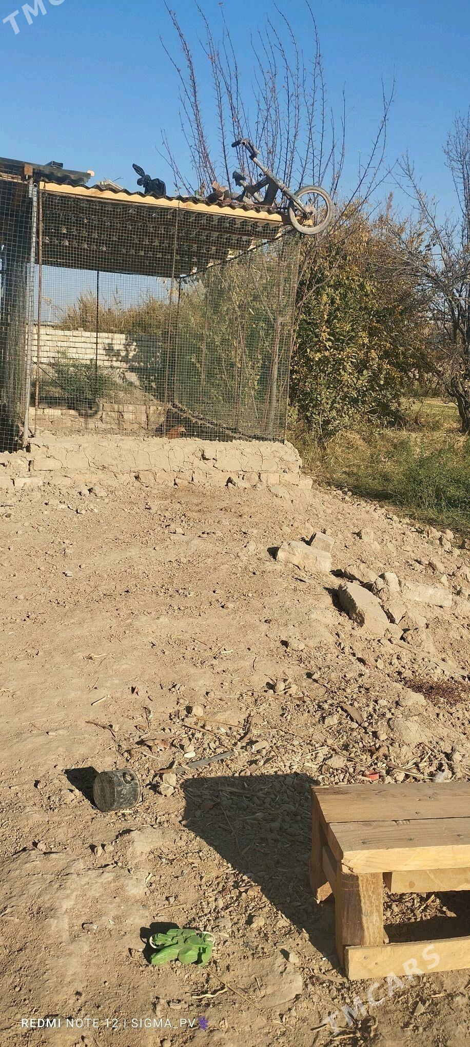 towuk ketek - Türkmengala - img 2