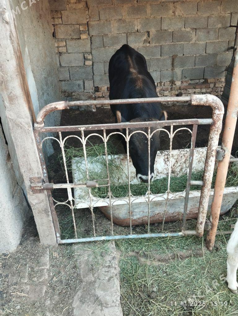 Swes okuz - Aşgabat - img 1