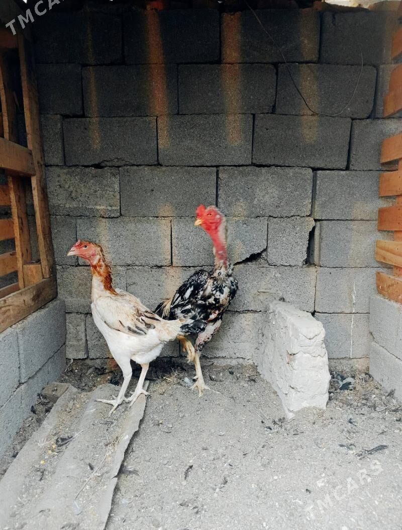 ТАШКЕНТ ХОРОЗ МАКИ 1000 ТМТ - Gökdepe - img 3