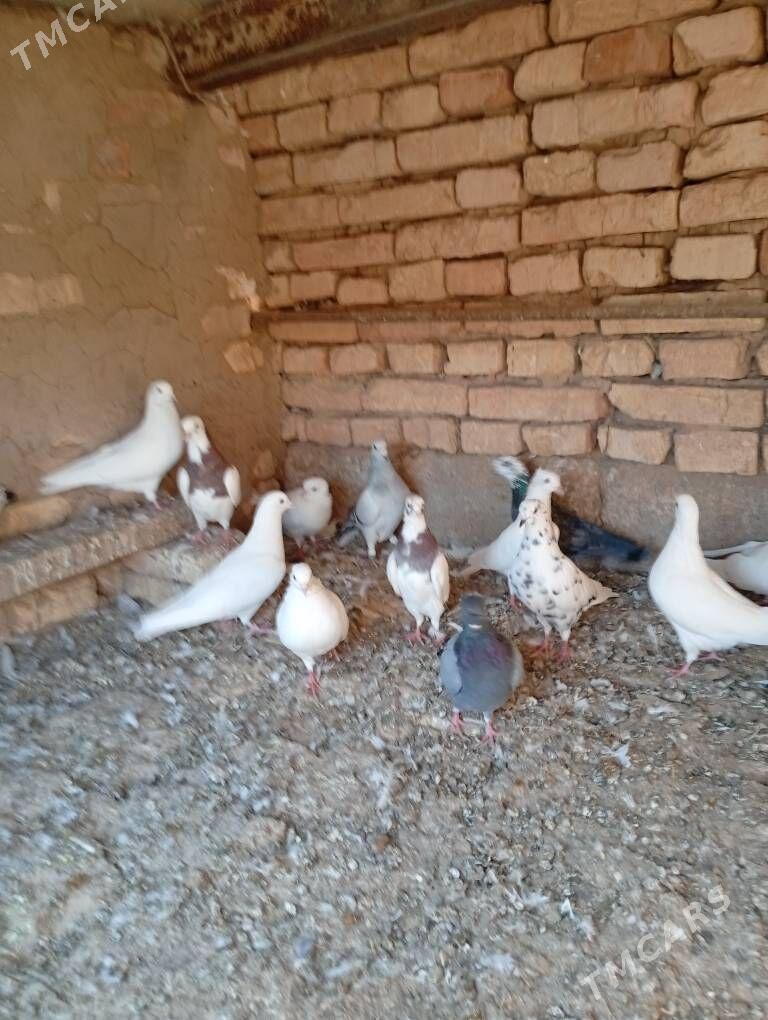 kepder - Теджен - img 8