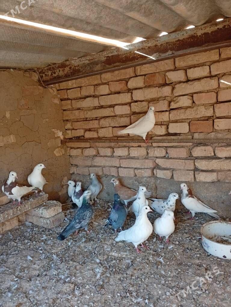 kepder - Теджен - img 5