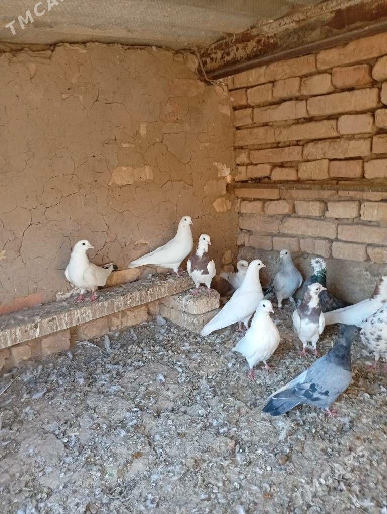 kepder - Теджен - img 7