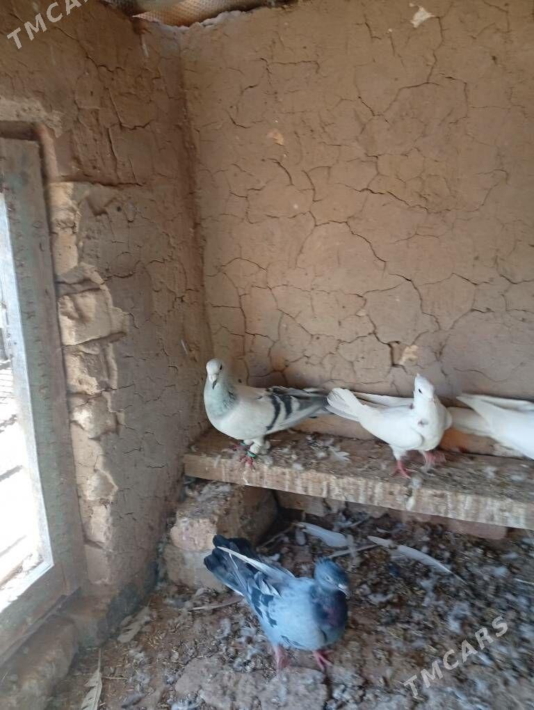 kepder - Теджен - img 4