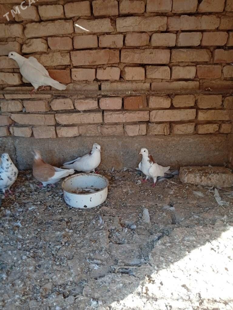 kepder - Теджен - img 6