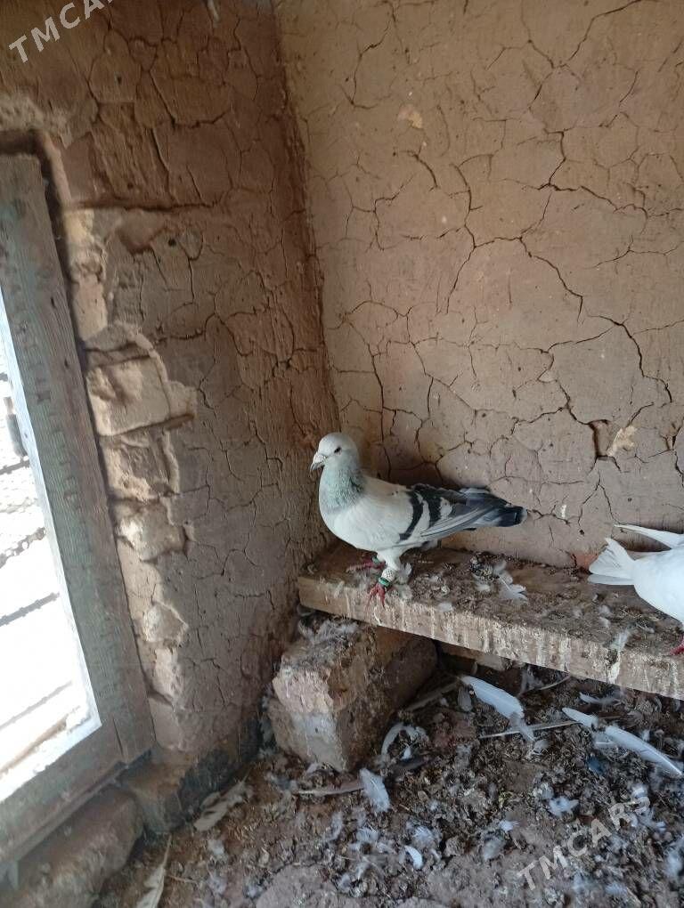 kepder - Теджен - img 3